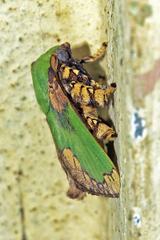 Parasa pastoralis