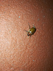 Phyllophaga crinita