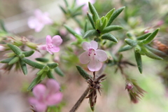 Micromeria ericifolia image