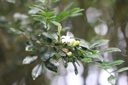 Another photo of Orange Jessamine