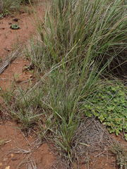 Setaria sphacelata torta