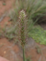 Setaria sphacelata torta