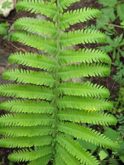 Pelazoneuron puberulum