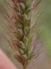 Setaria sphacelata torta