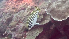Plectorhinchus lessonii