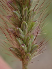 Setaria sphacelata torta