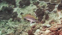 Plectorhinchus lessonii
