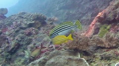 Plectorhinchus lessonii