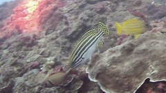 Plectorhinchus lessonii