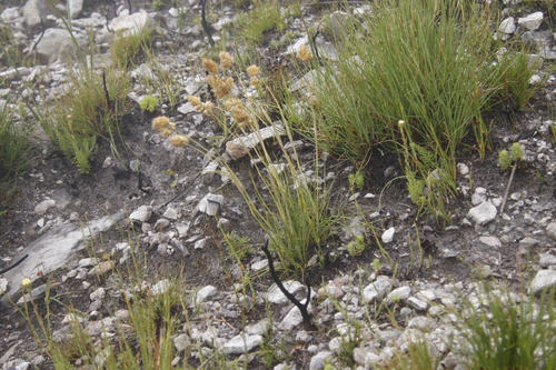Image of Geochloa rufa by (c) Tony Rebelo, some rights reserved (CC BY-SA)