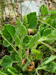 Tetradenia brevispicata