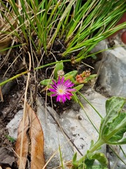 Delosperma cooperi