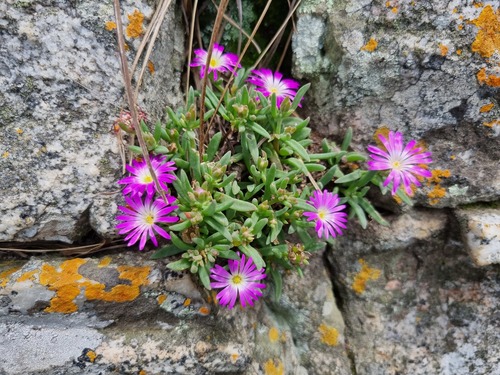 Magaliesberg Sheepfig (Delosperma buysii)