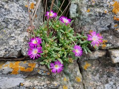 Delosperma cooperi