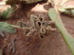 Eriosema cordatum