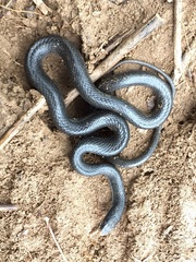 Coluber constrictor constrictor