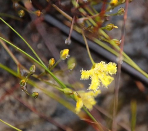 Small Cape bogbean (Villarsia manningiana)