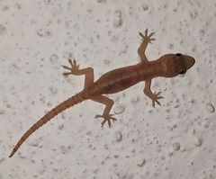 Hemidactylus brookii