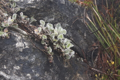 Centella flexuosa
