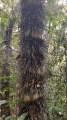 Arecaceae