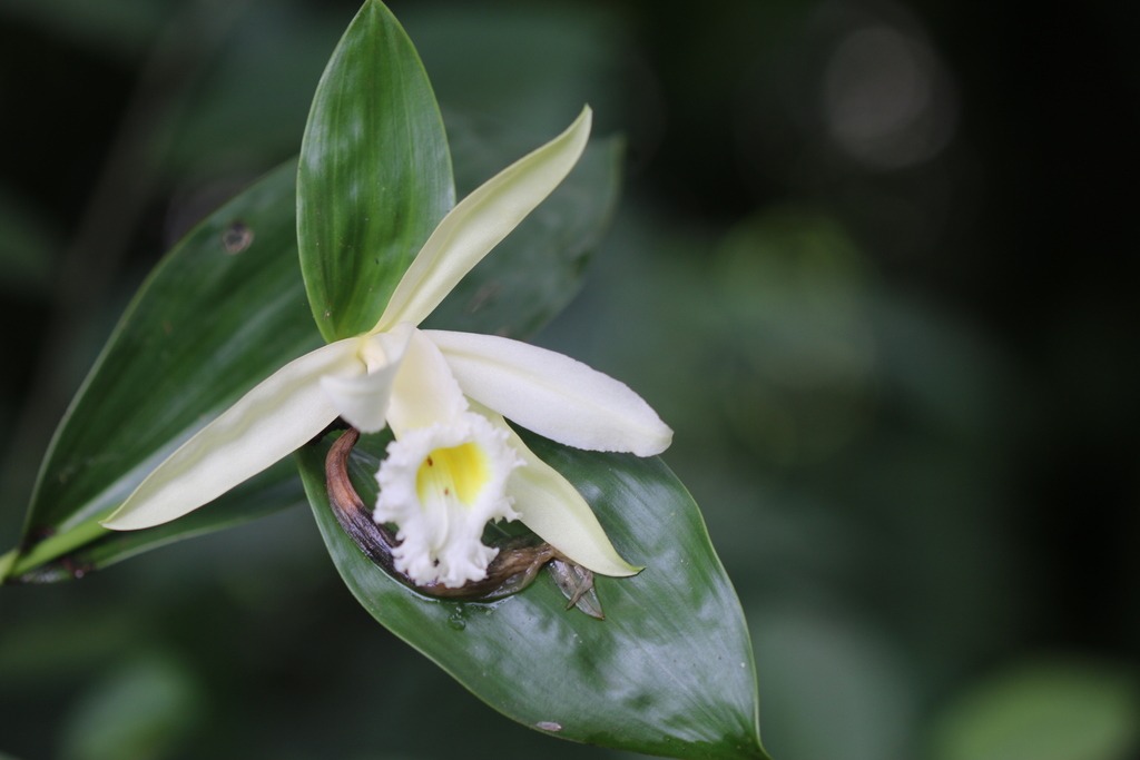 Sobralia macrophylla