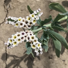 Heliotropium curassavicum