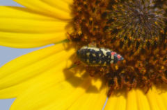 Acmaeodera disjuncta