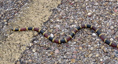 Micrurus tener tener