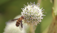 Chrysanthrax semilugens