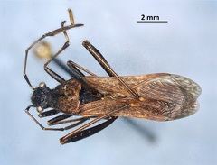 Alydus conspersus