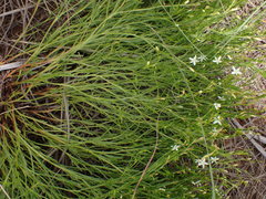 Oxygonum dregeanum