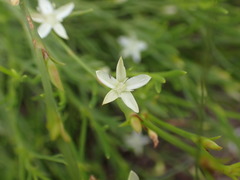 Oxygonum dregeanum