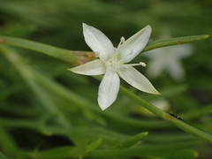 Oxygonum dregeanum
