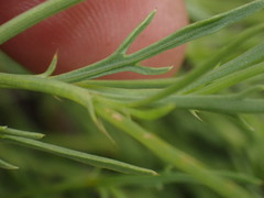 Oxygonum dregeanum