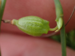 Oxygonum dregeanum