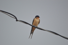 Hirundo rustica