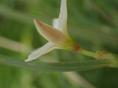 Oxygonum dregeanum