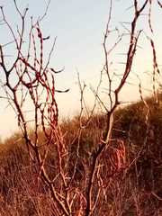 Vachellia vernicosa