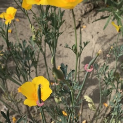 Eschscholzia californica