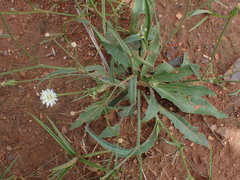 Lactuca inermis