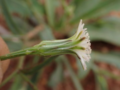 Lactuca inermis