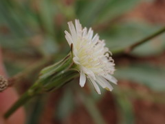 Lactuca inermis