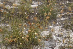 Geochloa rufa