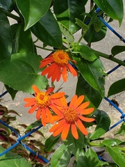 Pseudogynoxys chenopodioides