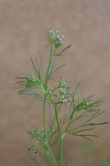 Spermolepis inermis