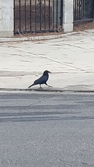 Corvus brachyrhynchos