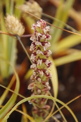 Disa obtusa