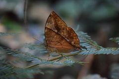 Zeuxidia amethystus amethystus