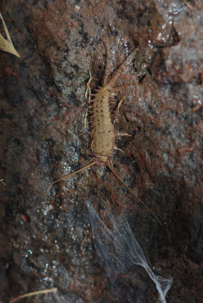 Ctenolepisma vieirai