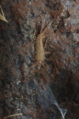 Ctenolepisma vieirai